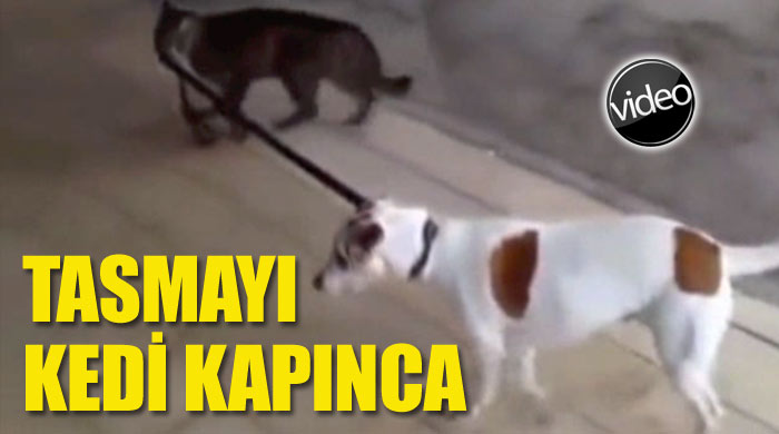 Tasması kedinin eline geçince!