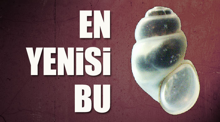 Kazdağları'nda yeni bir canlı türü keşfedildi 