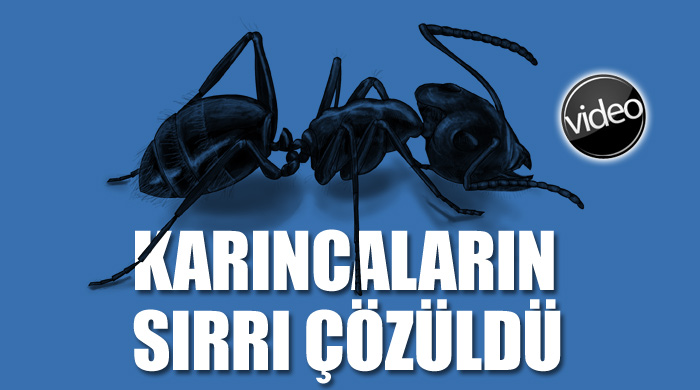 Karıncaların sırrı çözüldü