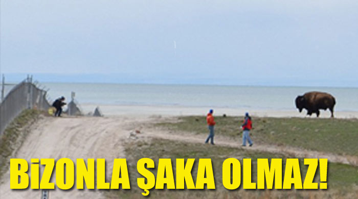 Bir tonluk bizonu kızdırmanın sonu