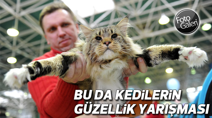 Mart kedileri güzelliklerini sergiledi