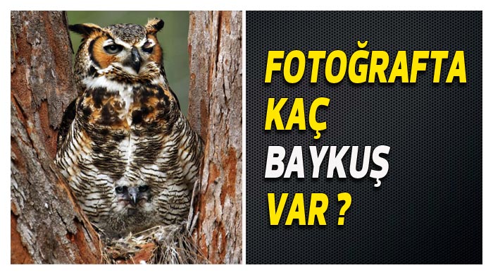 Fotoğrafta kaç baykuş var? 