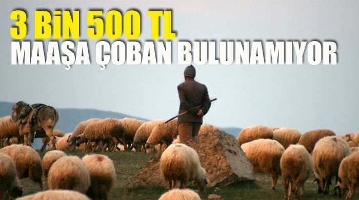 Aylık 3 bin 500 TL maaşa çoban bulunamıyor Aylık 3 bin 500 TL maaşa çoban bulunamıyor