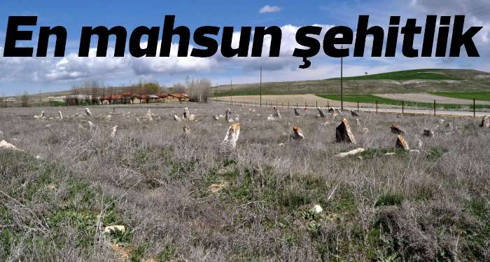 Bu şehitlikte artık hayvanlar otlamasın 