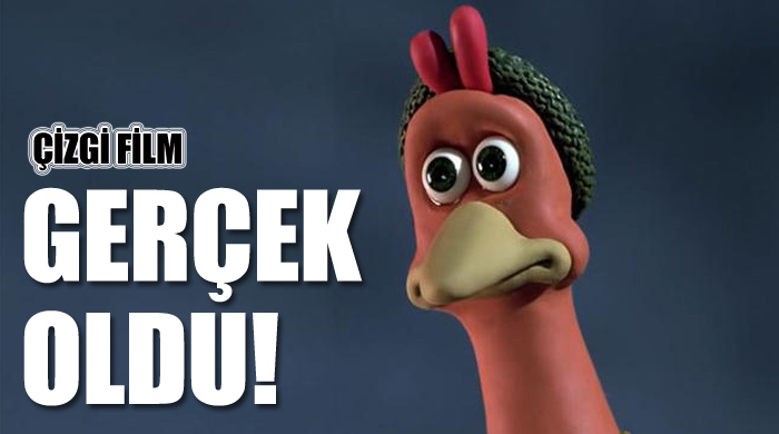 Tavuklar firarda gerçek oldu