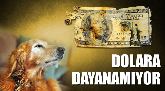 500 dolarlık banknotu yuttu