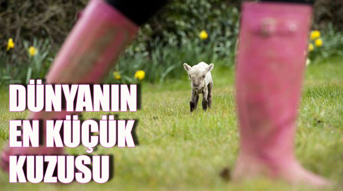 Dünyanın en küçük kuzusu Dünyanın en küçük kuzusu