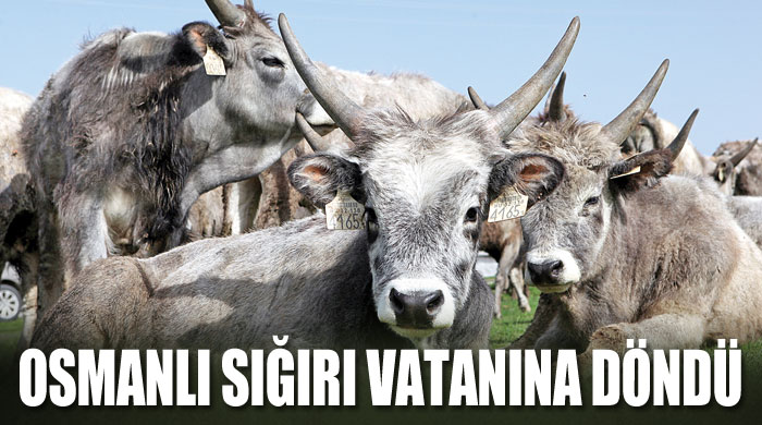 Osmanlı sığırı vatanına döndü Osmanlı sığırı vatanına döndü