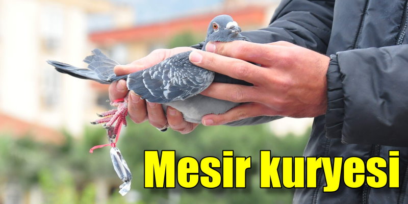 Posta güvercinleri mesir taşıdı