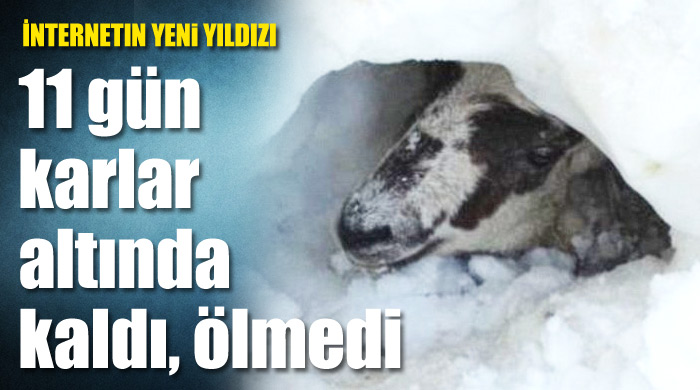 11 gün karlar altında kaldı, ölmedi 11 gün karlar altında kaldı, ölmedi