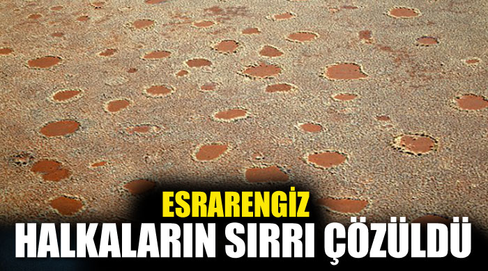 Çöldeki esrarengiz dairelerin sırrı çözüldü Çöldeki esrarengiz dairelerin sırrı çözüldü