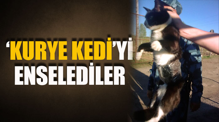 Mahkumlara cep telefonu taşıyan 'kurye kedi' yakalandı Mahkumlara cep telefonu taşıyan 'kurye kedi' yakalandı