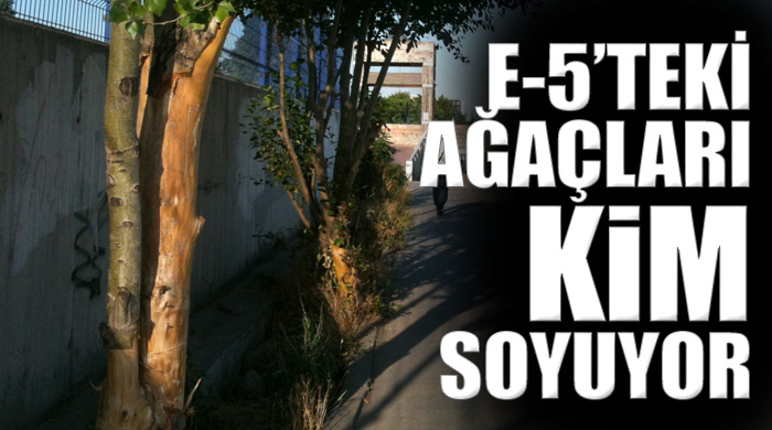 E-5&#039;teki ağaçları kim soyuyor