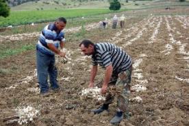 'Beyaz altın' sarımsak hasadı başladı