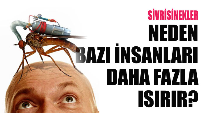 Sivrisinekler neden bazı insanları daha fazla ısırır Sivrisinekler neden bazı insanları daha fazla ısırır