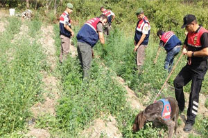 Jandarmadan esrar tacirlerine geçit yok Jandarmadan esrar tacirlerine geçit yok
