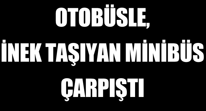 Otobüsle, inek taşıyan minibüs çarpıştı