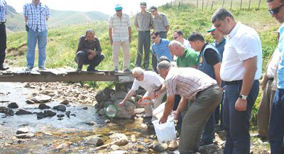 Dereye 115 bin yavru alabalık bırakıldı