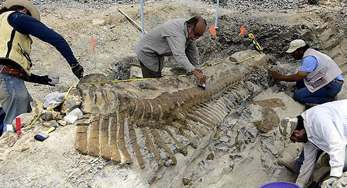 72 milyon yıllık dinozor kuyruğu fosili bulundu