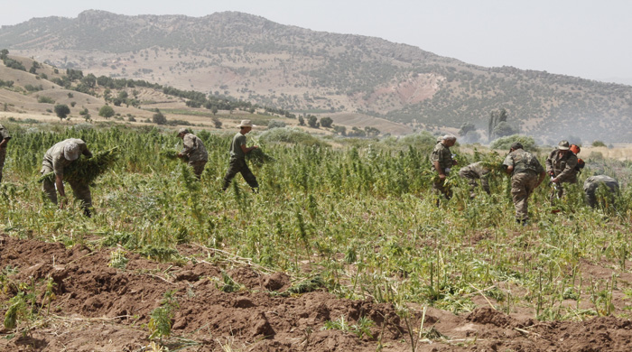 Teröristler esrar hasat dönemini bekliyor Teröristler esrar hasat dönemini bekliyor