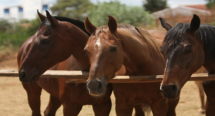 Binicilik Avrupa Şampiyonası&#039;nda Emir Koçak, onuncu oldu