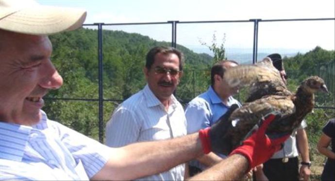 Bartın'da doğaya 2 bin sülün bırakıldı Bartın'da doğaya 2 bin sülün bırakıldı