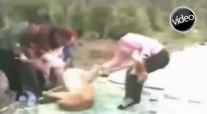 Aslan minik kızı kaptı Aslan minik kızı kaptı