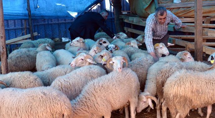 Kurban Bayramı için hayvan ithalatı yok
