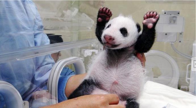 Yavru panda annesi ile buluştu