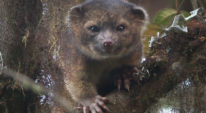 Kedi ile küçük ayı yavrusu karışımı 'olinguito' Kedi ile küçük ayı yavrusu karışımı 'olinguito'