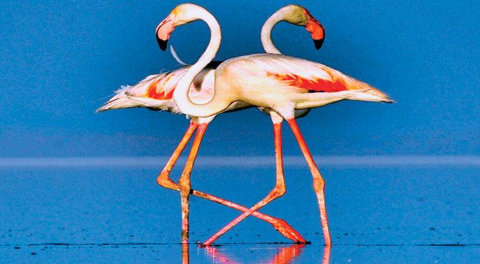Flamingolar Saroz'da Flamingolar Saroz'da