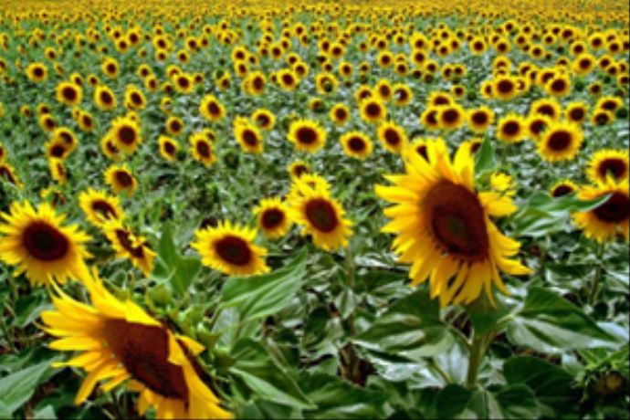 Ayçiçeği ekimine talep arttı Ayçiçeği ekimine talep arttı