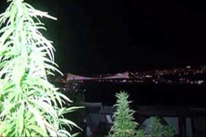 Ünlülere özel Boğaz manzaralı esrar tarlası Ünlülere özel Boğaz manzaralı esrar tarlası