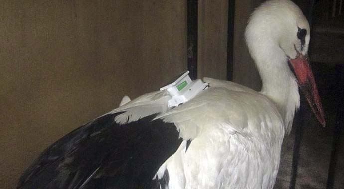 Mısır 'casus' kuşu gözaltına aldı Mısır 'casus' kuşu gözaltına aldı