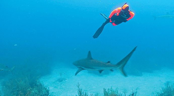 Jaws'la dans Jaws'la dans