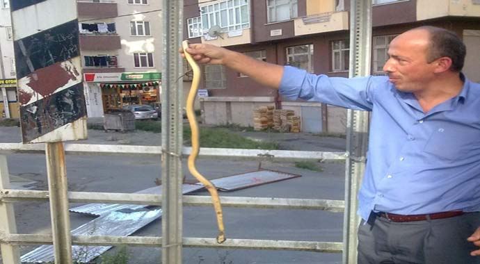 Rize&#039;de şehir merkezindeki yılan korkuya neden oldu