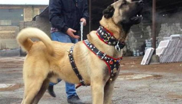 Arabasını ve koyunlarını sattı, kangal aldı Arabasını ve koyunlarını sattı, kangal aldı
