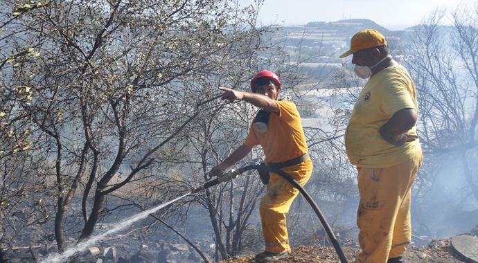 Alanya'daki yangında seralar ve meyve ağaçları kül oldu