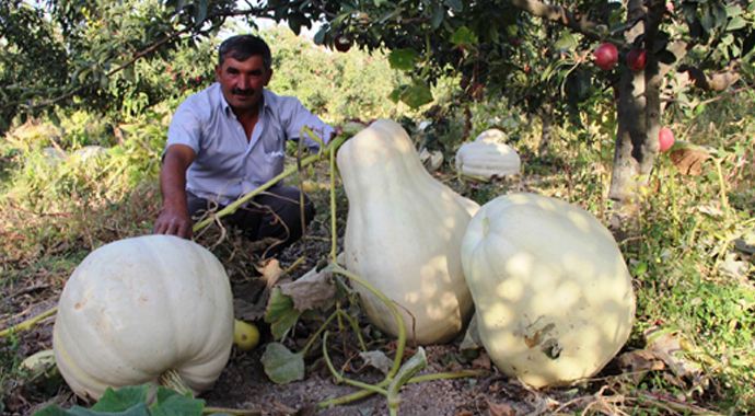 Böyle bal kabağı görülmedi Böyle bal kabağı görülmedi