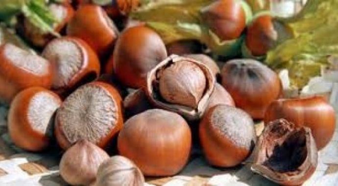 Fındık ihracatında rekor kırıldı Fındık ihracatında rekor kırıldı