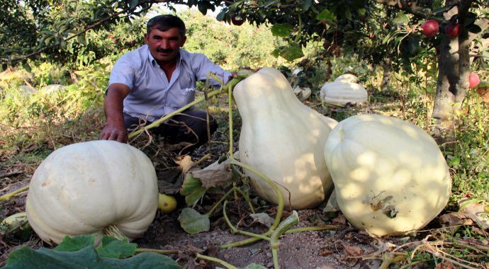 Bu kabak görenleri hayrete düşürüyor Bu kabak görenleri hayrete düşürüyor