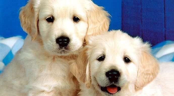 65 bin köpeği katledecekler