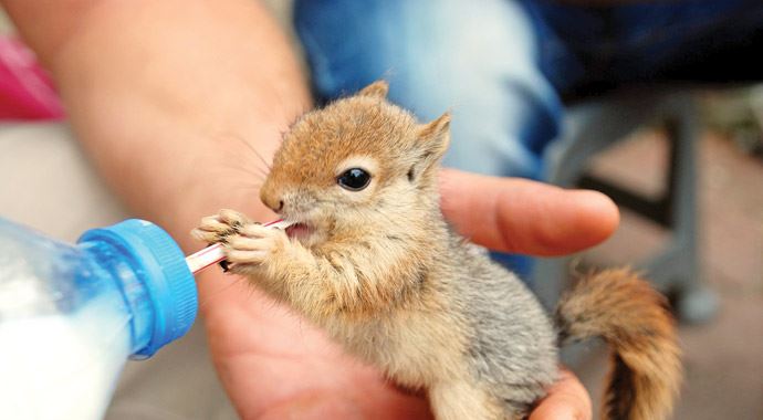 Yavru sincaplara pipetli biberon Yavru sincaplara pipetli biberon