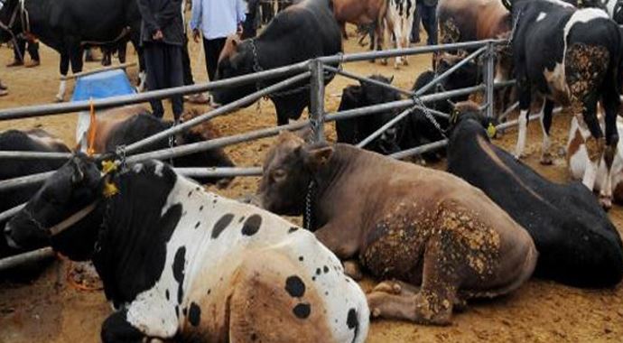 Et Üreticileri Birliği'nden kurbanlık garantisi Et Üreticileri Birliği'nden kurbanlık garantisi