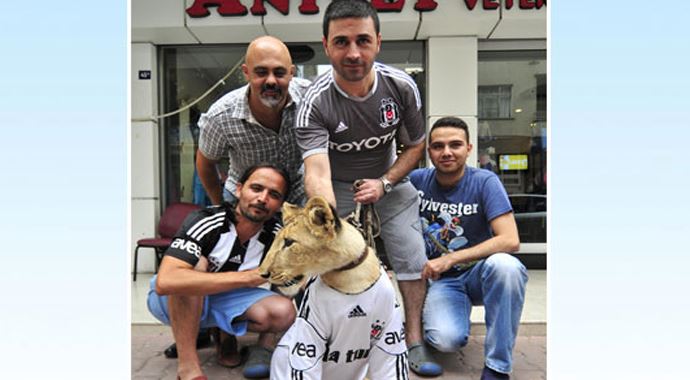 Yavru aslana Beşiktaş forması