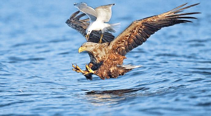 Martı, Kartal'ın avına göz dikti Martı, Kartal'ın avına göz dikti