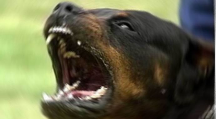 Köpeklerin saldırdığı kadın hayatını kaybetti Köpeklerin saldırdığı kadın hayatını kaybetti