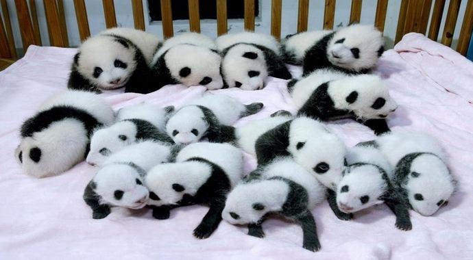 14 yavru panda bir karede