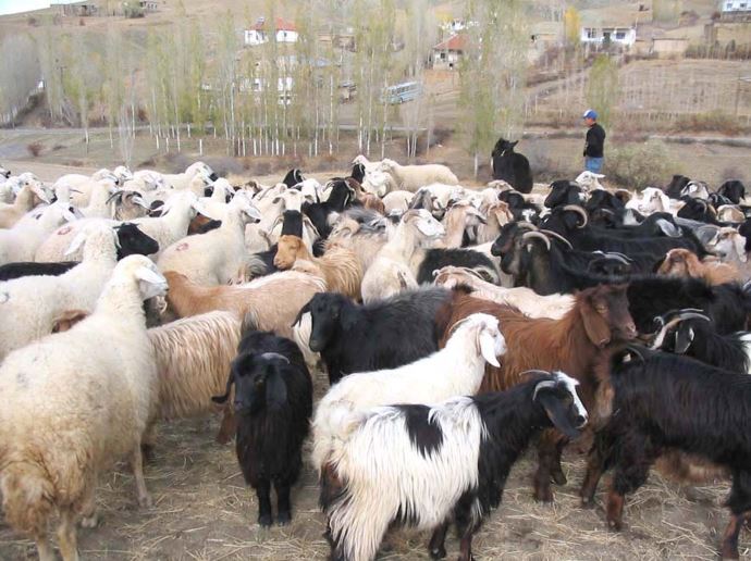 Gaziantep'ten "damızlık keçi" ihracatı Gaziantep'ten "damızlık keçi" ihracatı