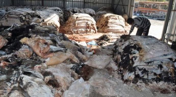 Kurban derisi toplama yetkisi THK&#039;den alındı